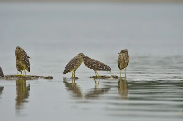 Black-crowned Night Heron (Nycticorax nycticorax) — Stock Photo, Image