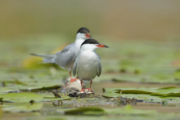 Common Tern in natural habitat (sterna hirundo) — Stock Photo, Image