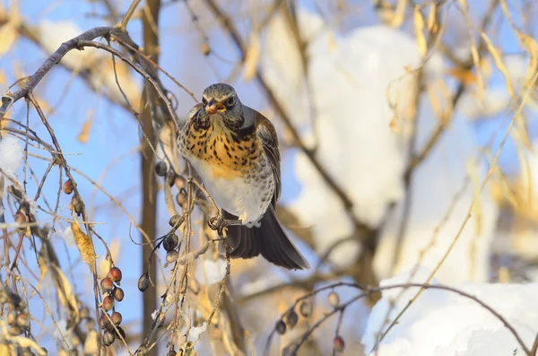 Feldfrüchte (turdus pilaris)) — Stockfoto