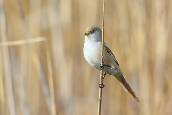 Beraded 在自然栖息地 (panurus biarmicus-reedling-乳头) — 图库照片