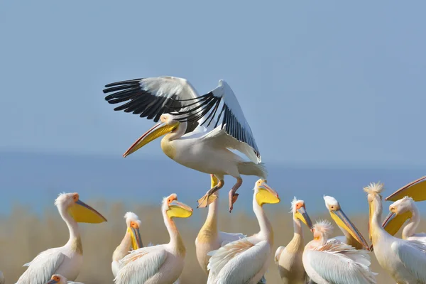 Pelicans in natural habitat (pelecanus onocrotalus) — Stock Photo, Image