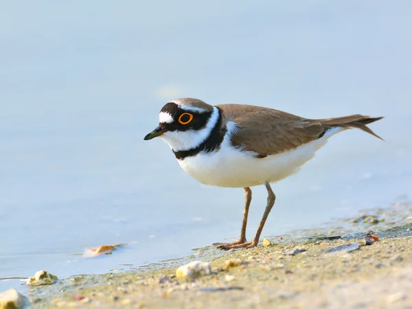 Liten ringad rödspätta (charadrius dubius) — Stockfoto