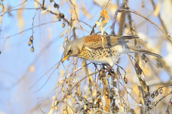 Pilaris (turdus pilaris) — Fotografia de Stock