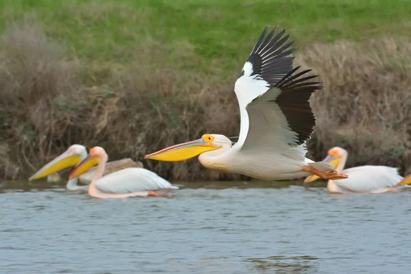 Grandes Pelicanos Brancos — Fotografia de Stock