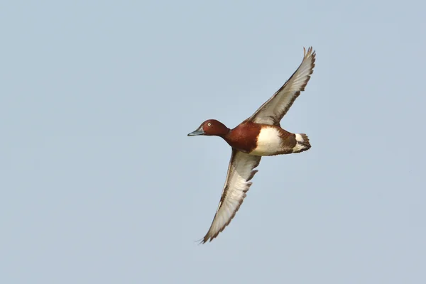 Ferruginous Duck (Aythya nyroca) — Stock Photo, Image