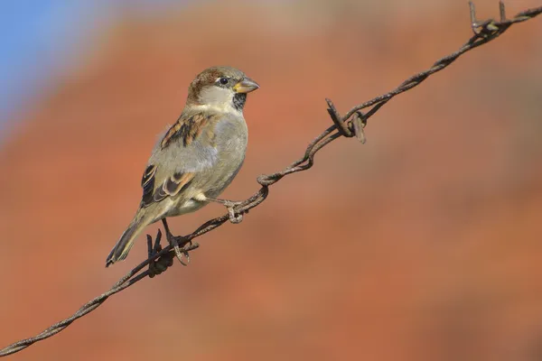 Sparrow sitting on a metal wire — Stock Photo, Image