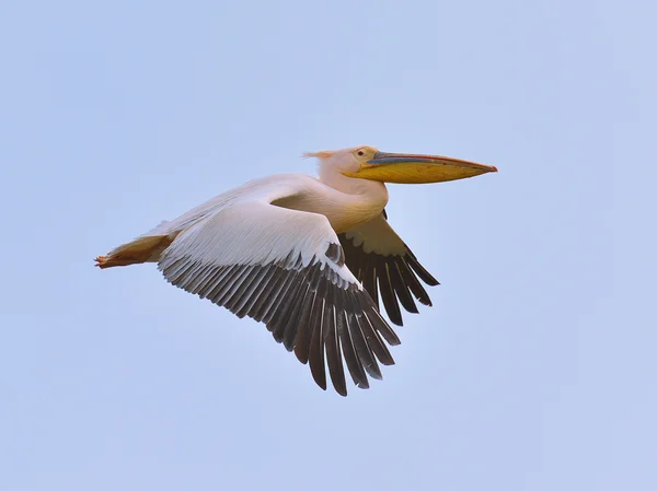 Great White Pelicans — Stock Photo, Image