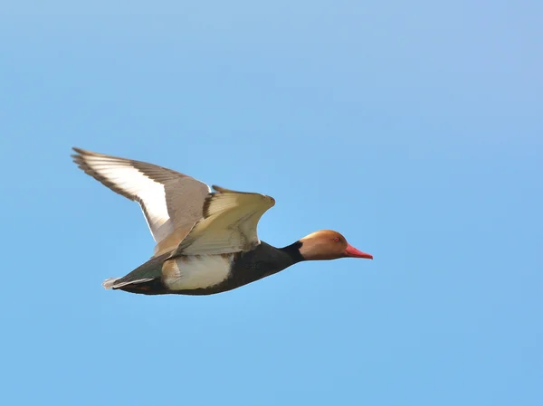 Pochard cu creastă roșie (Netta Rufina ) — Fotografie, imagine de stoc