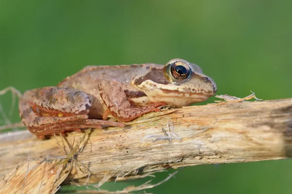 Der gemeine Frosch — Stockfoto