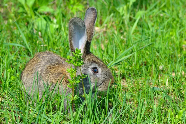 Conejo — Foto de Stock