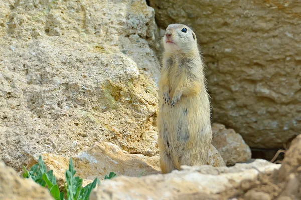 European ground squirrel (Spermophilus citellus) — Stock Photo, Image