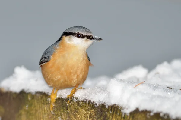 Ptak Kowalik w naturalnym środowisku (sitta europaea) — Zdjęcie stockowe