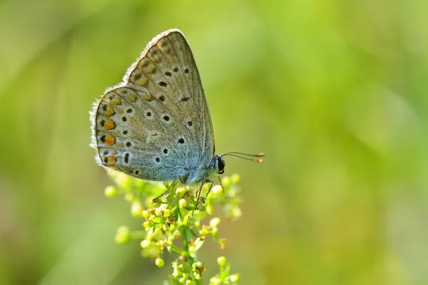 Летать на открытом воздухе (polyommatus icarus) ) — стоковое фото