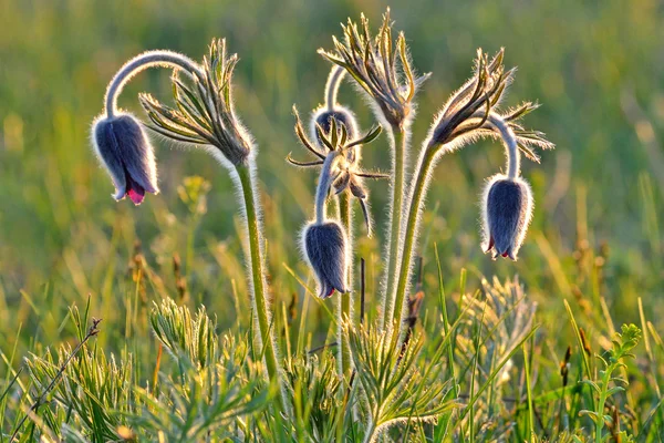 Mountain Pasqueflower (Pulsatilla montana) in flower on a March morning — Stock Photo, Image