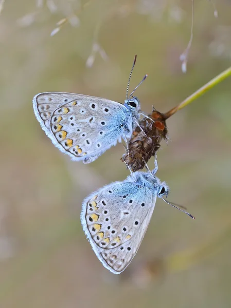 Синяя бабочка на открытом воздухе (polyommatus icarus ) — стоковое фото