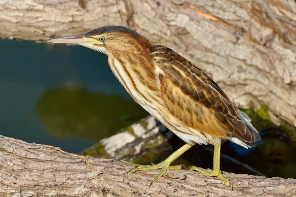 küçük Balaban Şubesi (ixobrychus sylviella dinlenme)