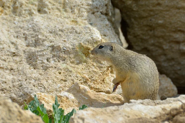 유럽 땅 다람쥐 (Spermophilus citellus) — 스톡 사진