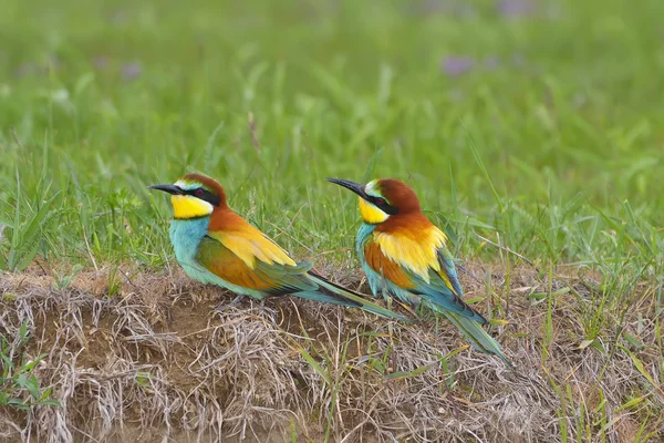 Biätare-merops apiaster — Stockfoto