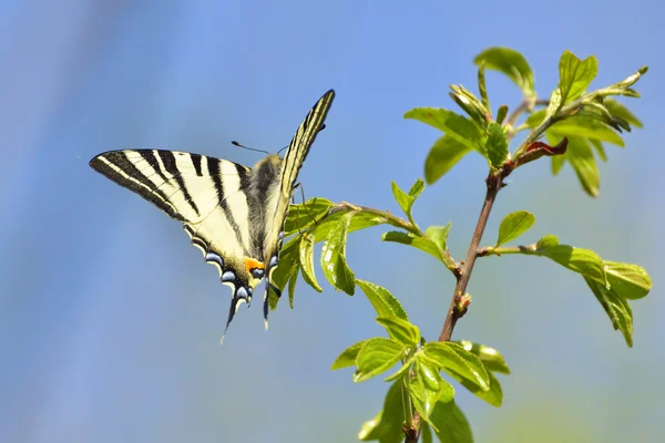 Doğu tiger swallowtail — Stok fotoğraf