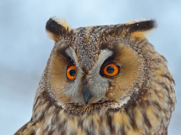 Long-eared Owl (Asio Otus) — Stock Photo, Image