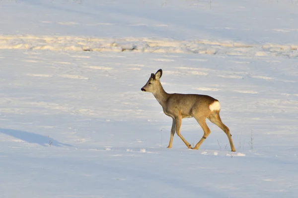 冬天的鹿 — 图库照片