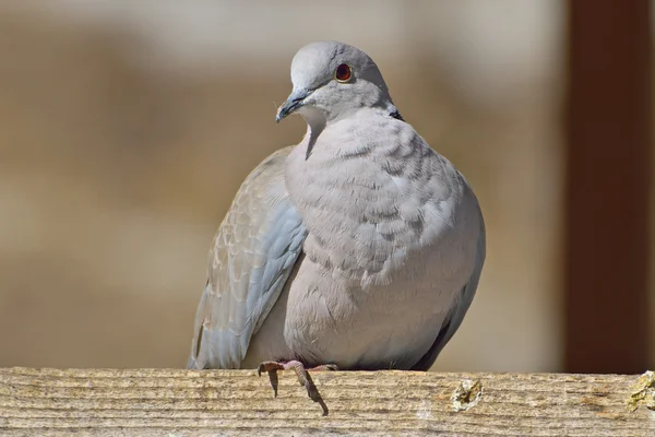 Ευρασιατικό Collared-Dove (streptopilia decaocto) — Φωτογραφία Αρχείου