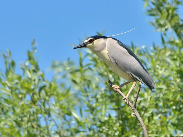 Black crowned night heron in the nature — Stock Photo, Image