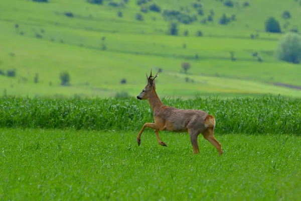 Roebuck (capreolus capreolus) ) — Fotografia de Stock