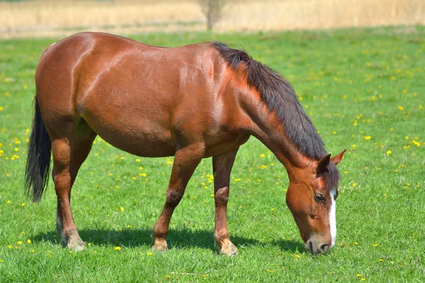Όμορφο άλογο στο βοσκότοπο πράσινο γρασίδι — Φωτογραφία Αρχείου