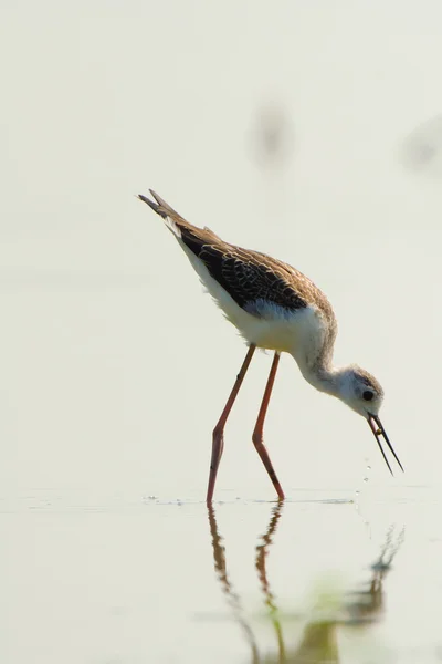 Водоплавающая птица - черное крыло stilt (himantopus himantopus ) — стоковое фото