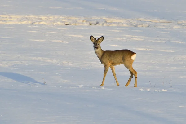 Cervi in inverno — Foto Stock