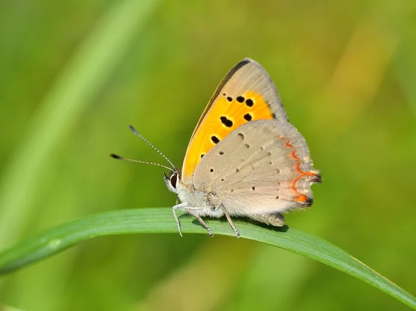 Butterfly in natuurlijke habitat (lycaena phlaeas) — Stockfoto