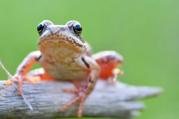 The Common Frog — Stock Photo, Image