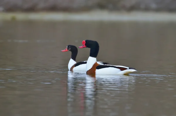 Common Shelduck - tadorna tadorna — Stock Photo, Image