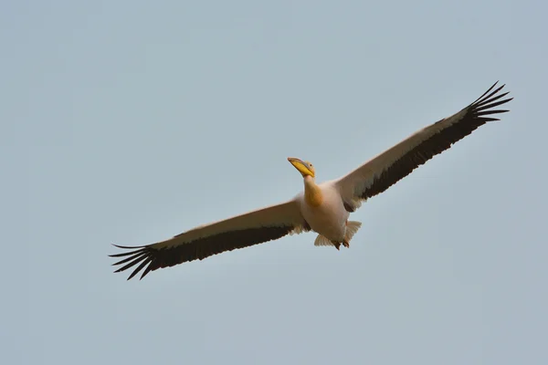 Marii pelicani albi — Fotografie, imagine de stoc