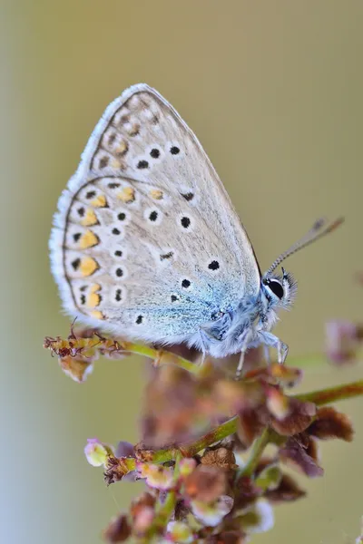 vlinder buiten