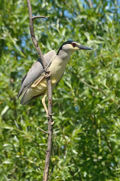 Black crowned night heron in the nature — Stock Photo, Image