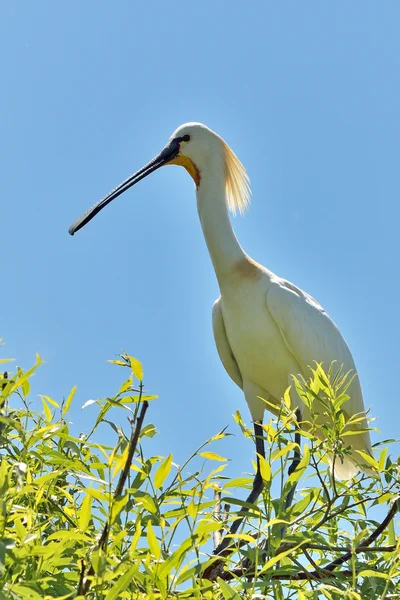 Colher eurasiática (Platalea leucorodia) — Fotografia de Stock