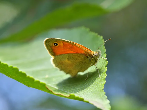 Természetes élőhelye a pillangó — Stock Fotó