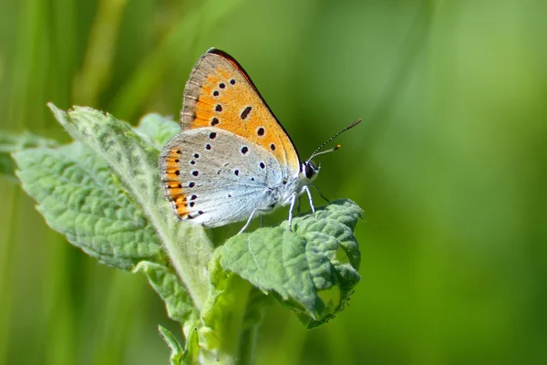 Butterfly in natural habitat (Lycaena phlaeas) — Stock Photo, Image