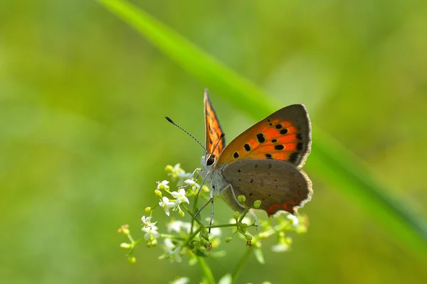 Butterfly in natural habitat (Lycaena phlaeas) — Stock Photo, Image