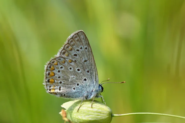 青い蝶屋外 （polyommatus イカルス) — ストック写真