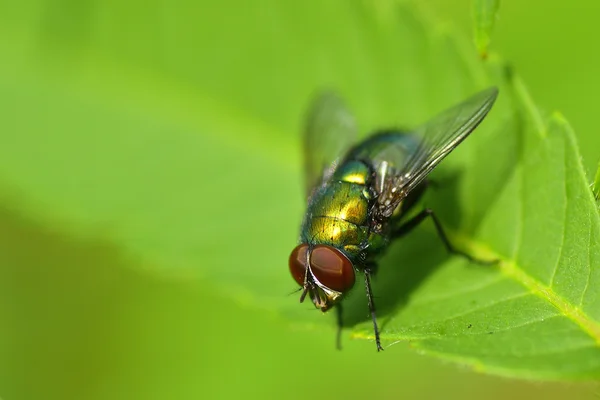 Gouden gekleurde vlieg op blad close-up weergave — Stockfoto