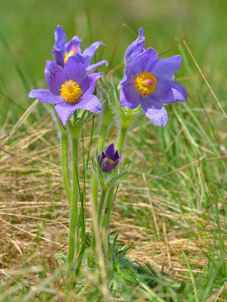 Berget pasqueflower (pulsatilla montana) i blomma på mars förmiddag — Stock fotografie