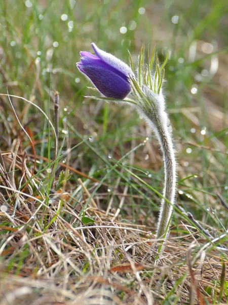 Mountain Pasqueflower (Pulsatilla montana) in flower on a March morning — Stock Photo, Image