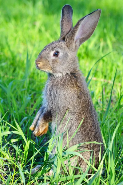 Kaninchen — Stockfoto