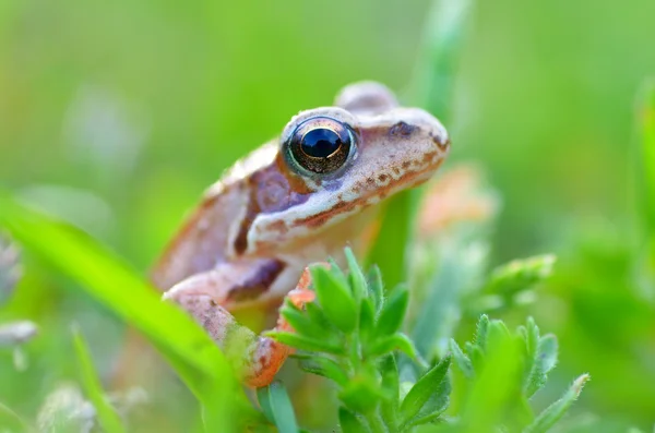 The Common Frog — Stock Photo, Image