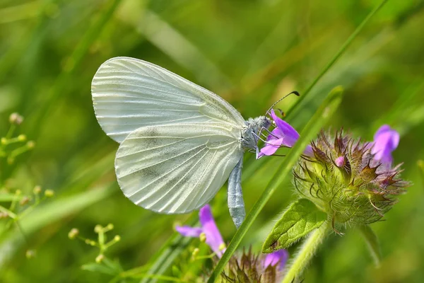 Prachtige witte vlinder (leptidea sinapis) — Stockfoto