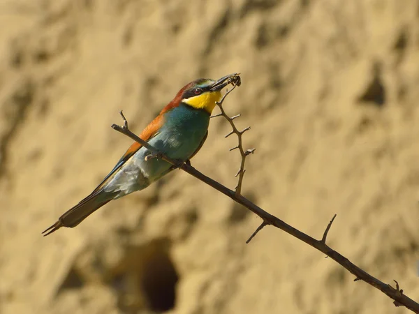 European bee-eater - Merops Apiaster — Stock Photo, Image