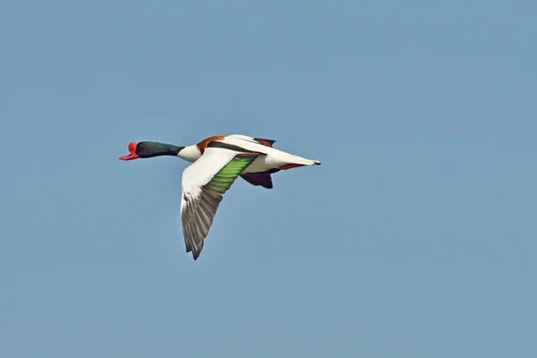 ortak shelduck - tadorna tadorna